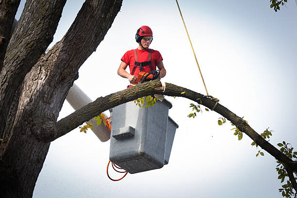 Palm Tree Trimming in Kirkland, WA